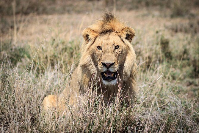 3-Days 2-nights Tanzania Private Budget Camping Safari - What Travelers Say