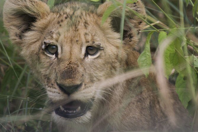 3-Days 2-nights Tanzania Private Budget Camping Safari - Pricing & Value