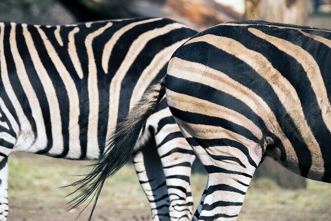 3-Days 2-nights Tanzania Private Budget Camping Safari - Who Should Consider This Safari?
