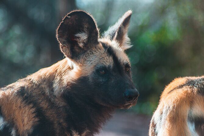 3-Days 2-nights Tanzania Private Budget Camping Safari - FAQ