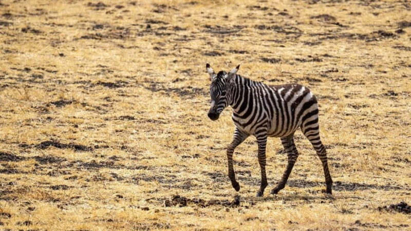 3-days 2-nights to Mikumi Park from Zanzibar & Massai visit - Key Points