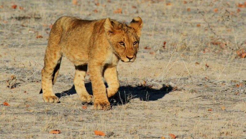 3-days 2-nights to Mikumi Park from Zanzibar & Massai visit - A Deep Dive into the Mikumi Safari Experience