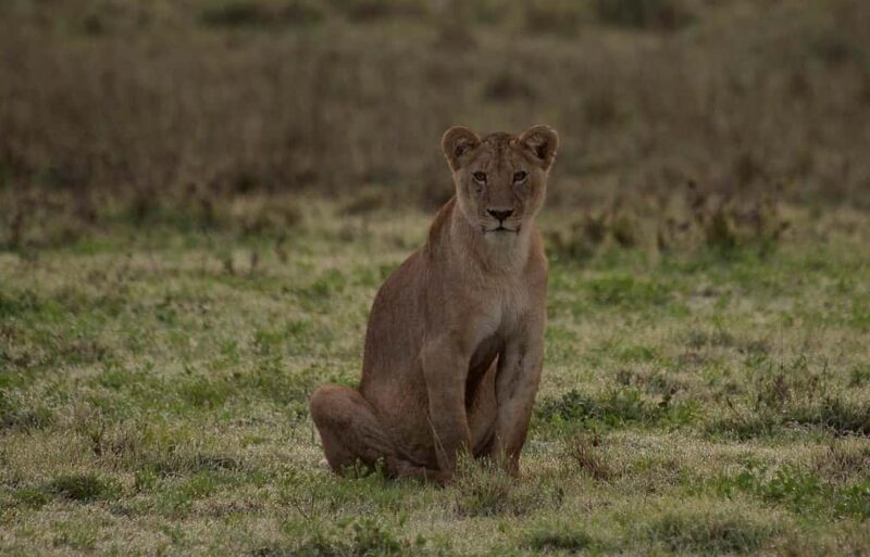 3-days 2-nights to Mikumi Park from Zanzibar & Massai visit - FAQs
