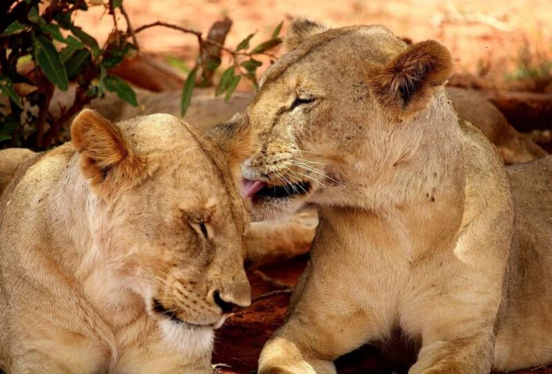 3 DAYS 2 NIGHTS TO NYERERE PARK FROM ZANZIBAR BY FLIGHT - Final Thoughts: Who Should Consider This Tour?