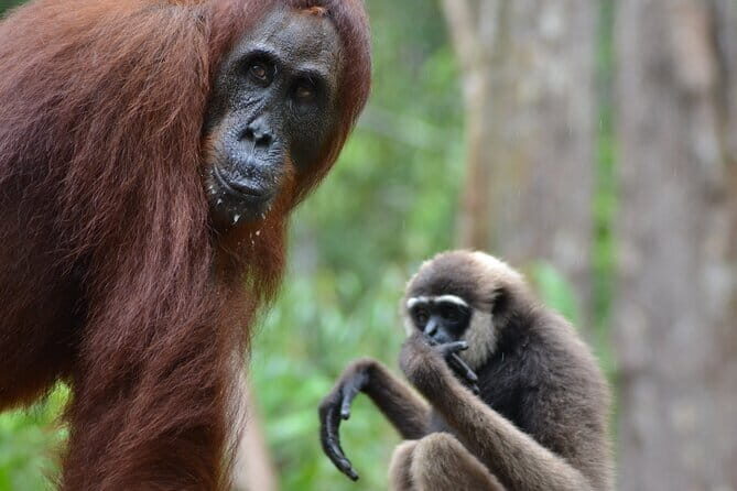 3 Days 2 Nights Wildlife Tanjung Puting - Final Thoughts