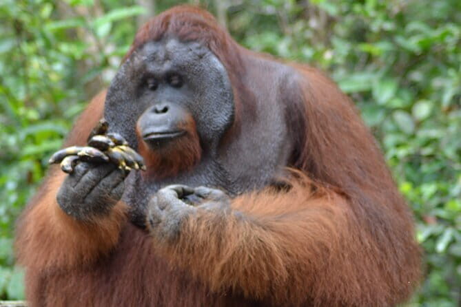 3 Days 2 Nights Wildlife Tanjung Puting - FAQ