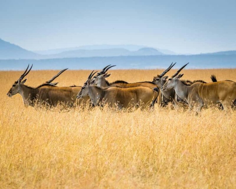 3 days 2nights masai mara joining safari Jeep - Authentic 3 Days in the Masai Mara: A Practical Guide to the Safari Experience