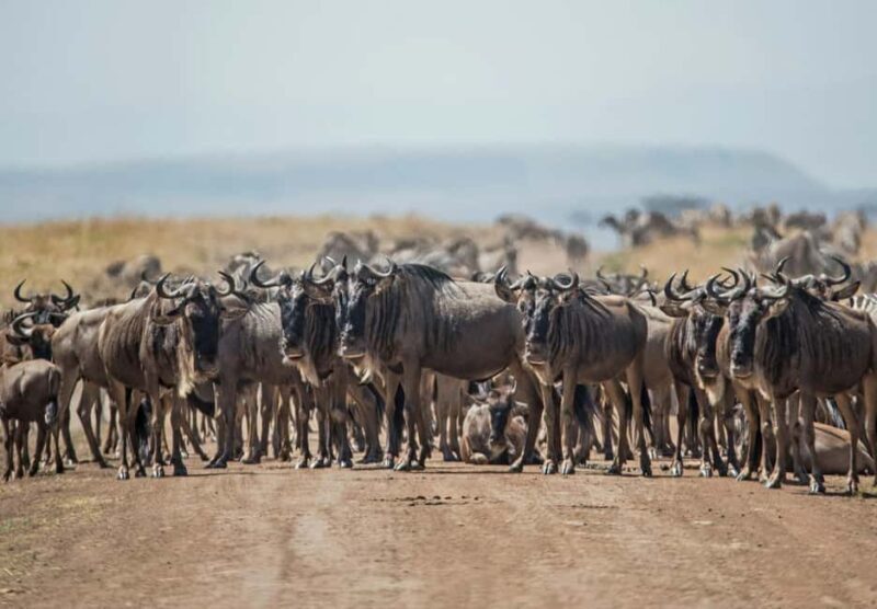 3 days 2nights masai mara joining safari Jeep - Key Points