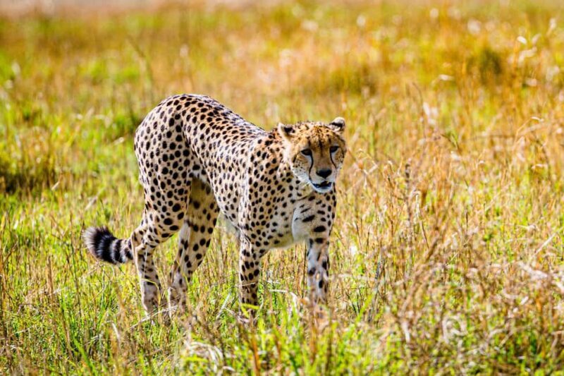 3 days 2nights masai mara joining safari Jeep - What It Means for You: The Value of the Experience