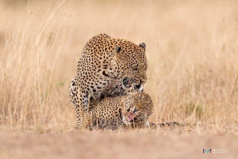 3 days 2nights masai mara joining safari Jeep - Authentic Encounters and Practical Details