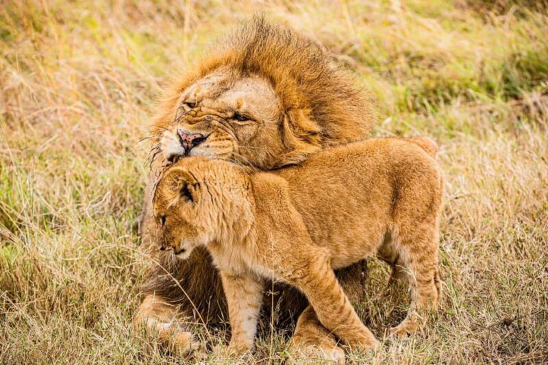 3 days 2nights masai mara joining safari Jeep - The Bottom Line: Is This Safari for You?