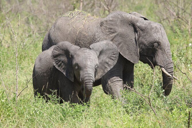 3 Days/2Nights Nyerere National Park Safari - Key Points