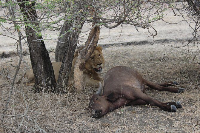 3 Days/2Nights Nyerere National Park Safari - What’s Included and What’s Not