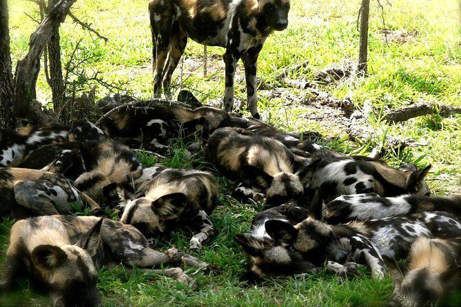 3 Days/2Nights Nyerere National Park Safari - Who Should Consider This Safari?