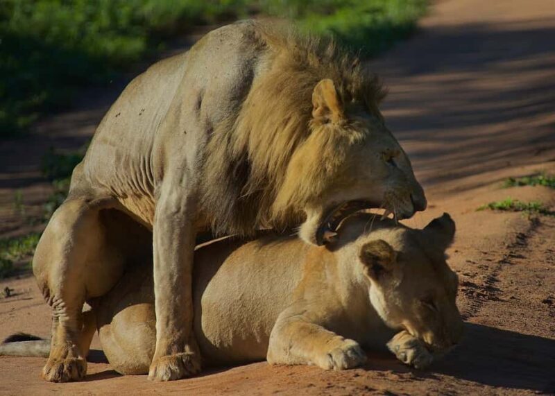 3-days adventure from Dar-es-Salaam to Mikumi National Park - Key Points