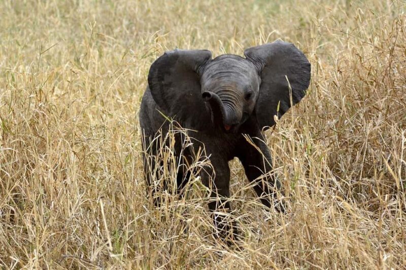 3-days adventure from Dar-es-Salaam to Mikumi National Park - An In-Depth Look at the Mikumi Safari Experience
