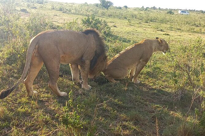 3 Days Adventure Tour in Masai Mara - What You Can Expect: A Detailed Breakdown of the Itinerary