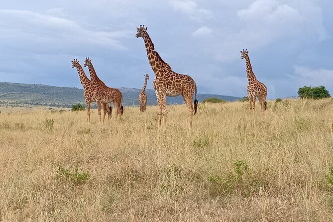 3 Days Adventure Tour in Masai Mara - Why This Tour Works Well