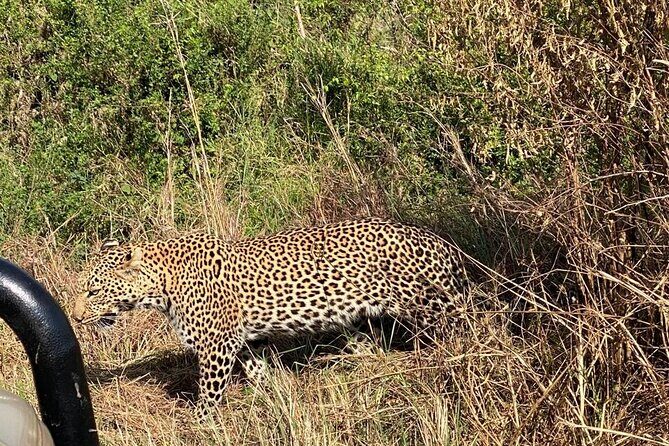 3 Days Adventure Tour in Masai Mara - The Sum Up: Who Should Consider This Tour?
