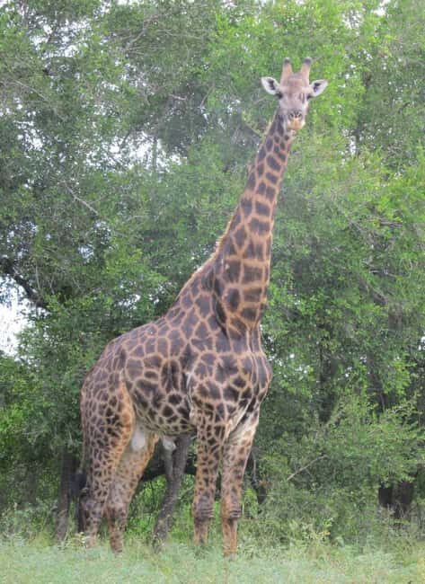 3-Days Akagera Safari, boat cruise and night game drive. - Analyzing the Value and Experience