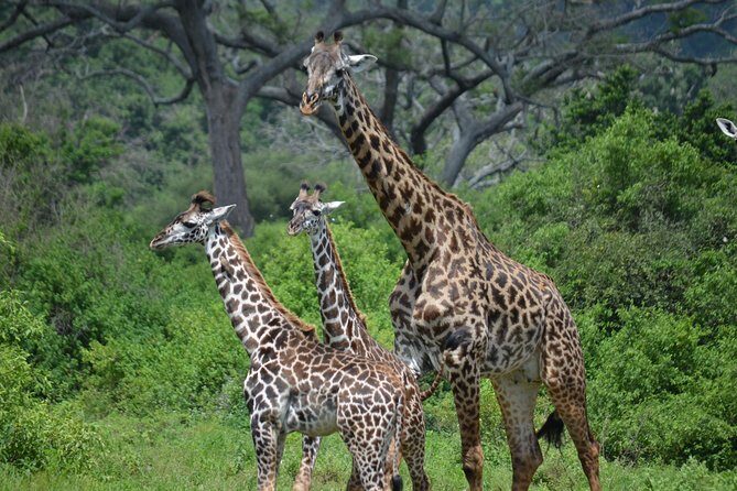 3 Days All Inclusive Zanzibar to Tarangire Ngorongoro - Key Points