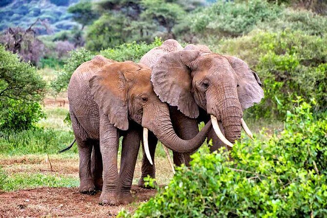 3 Days All Inclusive Zanzibar to Tarangire Ngorongoro - The Itinerary in Detail: What to Expect