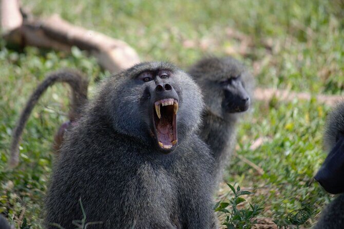3 Days All Inclusive Zanzibar to Tarangire Ngorongoro - FAQ