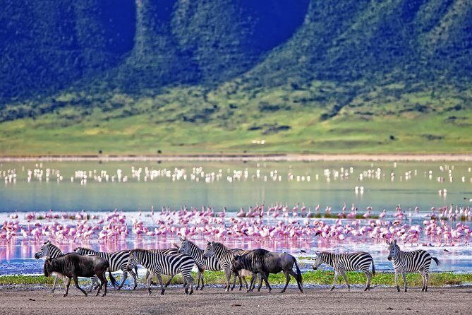 3 Days Amazing Tanzania Safari - Key Points