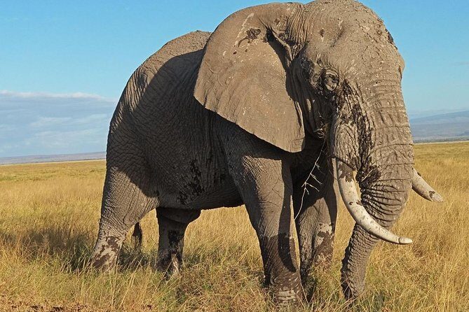 3 Days Amboseli National Park - Introduction to the Amboseli Safari Experience