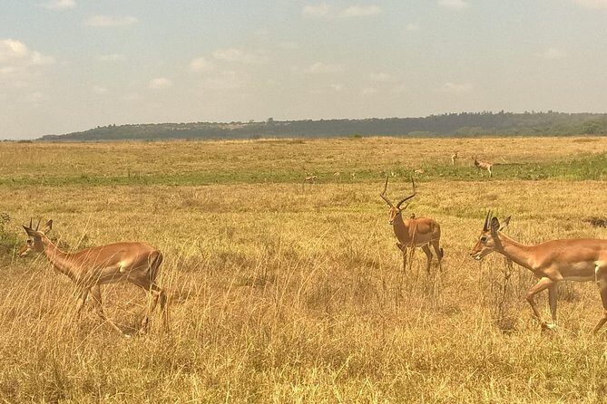 3 Days Amboseli National Park - The Itinerary Breakdown: What to Expect