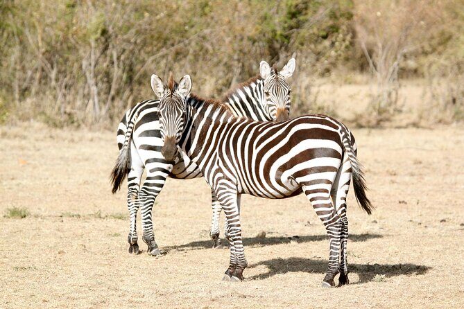 3 Days Amboseli national Park experience. - A Practical Guide to the 3 Days Amboseli National Park Experience