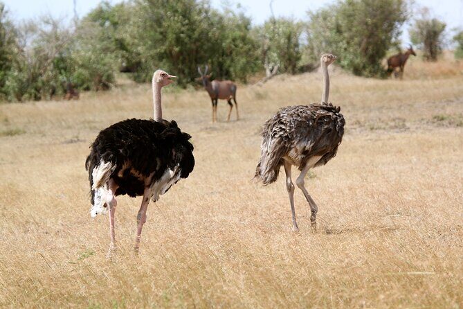 3 Days Amboseli national Park experience. - The Value of This Experience