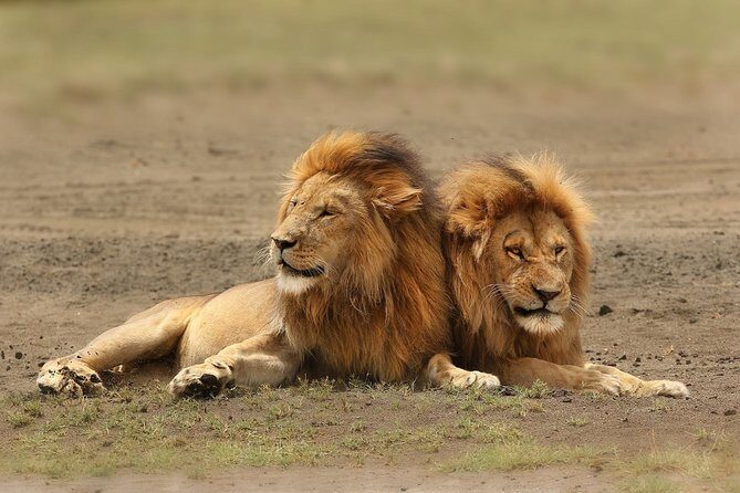 3 Days Amboseli National Park-Lodge Safari with Private 4x4 JEEP - Overview of the Tour Experience
