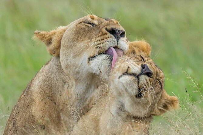 3 Days Amboseli National Park-Lodge Safari with Private 4x4 JEEP - Day 3: Cultural Connection and Return to Nairobi