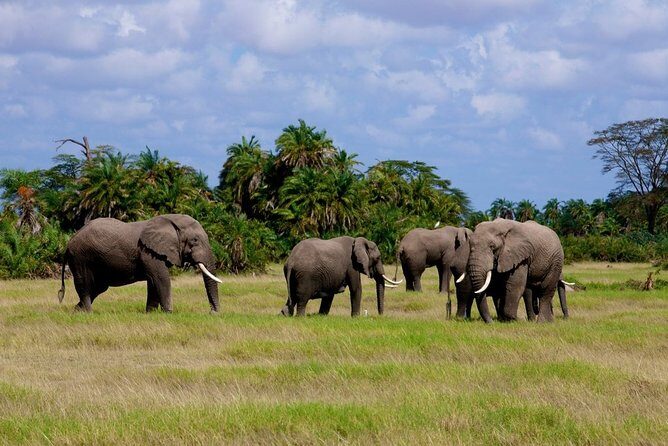 3 Days Amboseli National Park-Lodge Safari with Private 4x4 JEEP - Real Traveler Perspectives
