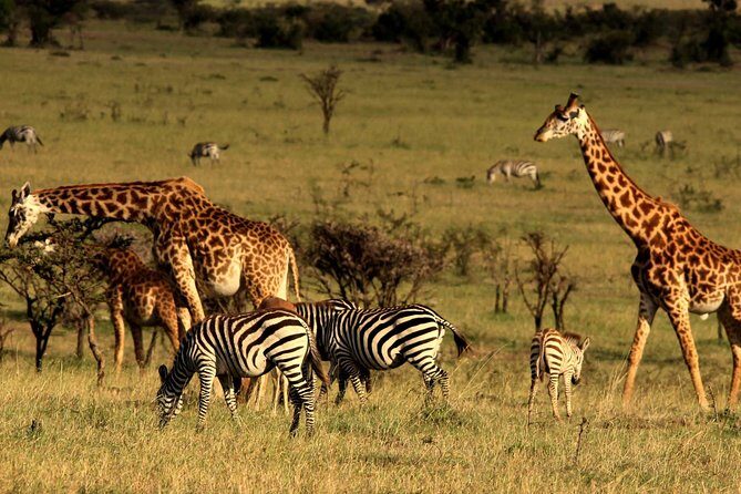 3 Days Amboseli National Park-Lodge Safari with Private 4x4 JEEP - Practical Considerations