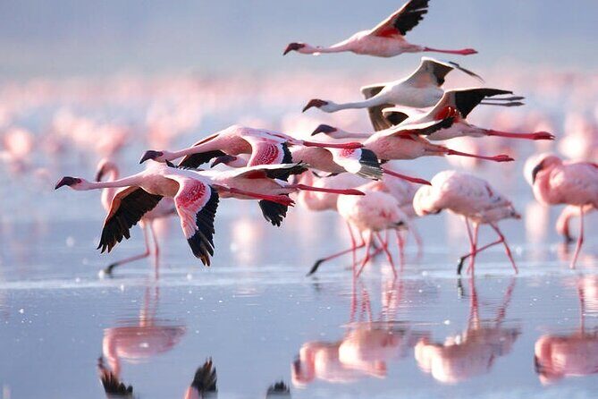 3 Days Amboseli National Park safari - Who Will Appreciate This Tour?