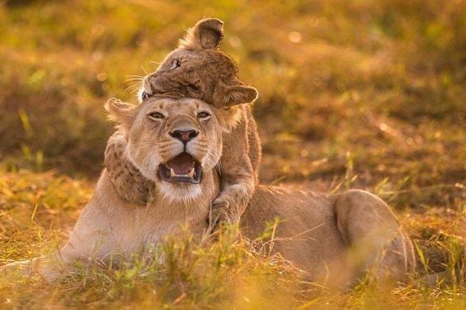 3 Days Amboseli National Park safari - Final Thoughts: Is This Tour for You?