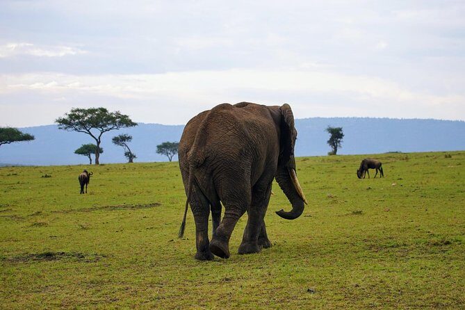 3 Days Amboseli National Park safari - Frequently Asked Questions