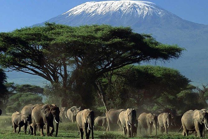3 Days Amboseli Safari - The Value of the Tour