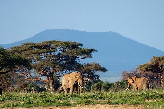 3 Days Amboseli Safari - Final Thoughts
