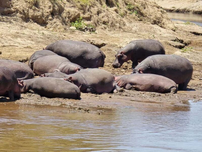 3 Days Amboseli & Tsavo West: Unforgettable Adventure - Day 3: Tsavo West to Nairobi