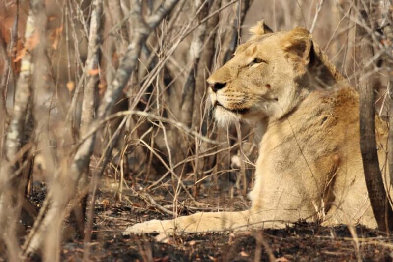 3 Days Amboseli & Tsavo West: Unforgettable Adventure - Practical Details and Tips