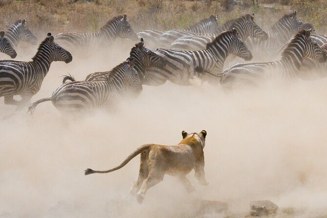 3 Days and 2 Nights Adventure in Masai Mara - Accommodation and Transportation