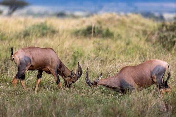 3 Days and 2 Nights Adventure in Masai Mara - The Experience of the Guides and Service