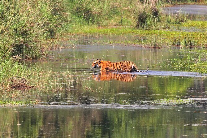 3 Days and 2 Nights Chitwan National Park Safari Tour in Pokhara - The Reviews Speak for Themselves