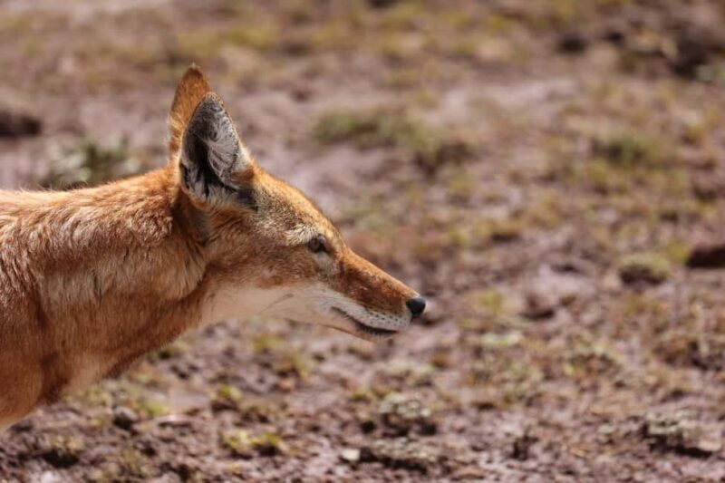 3 Days at Bale Mountains - Day 1: Exploring Dinsho National Park