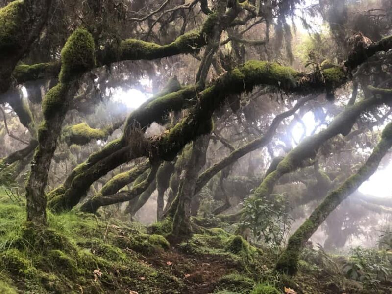 3 Days at Bale Mountains - Practical Details and Value