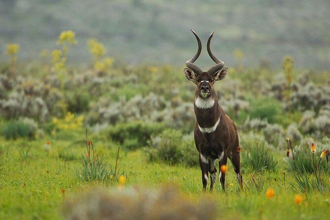 3 Days Bale Mountains Trekking - FAQ