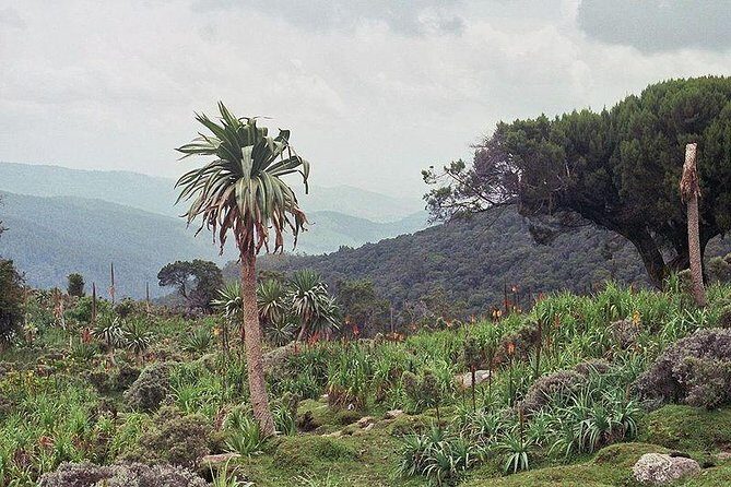3 Days Bale Mountains trekking - Who This Tour Is For